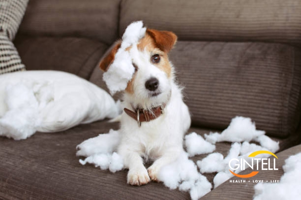Bị chó mèo cắn phá